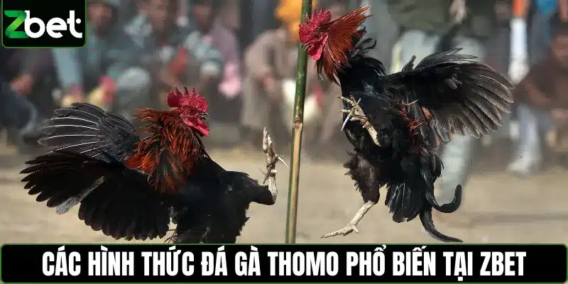 Các hình thức đá gà Thomo phổ biến tại Zbet