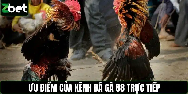 Ưu điểm của kênh đá gà 88 trực tiếp