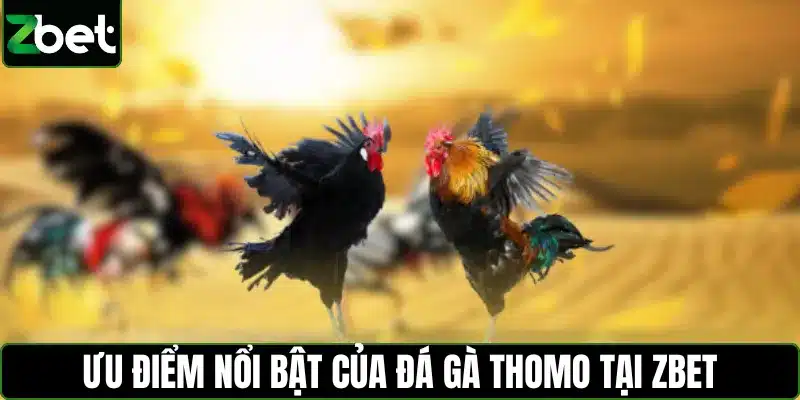 Ưu điểm nổi bật của đá gà Thomo tại Zbet